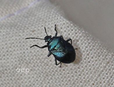 Blue Shield Bug (Zicrona caerulea)  Alan Prowse